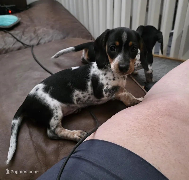 Sweety Pie - AKC – Miniature Dachshund puppy for sale in Punta Gorda, FL