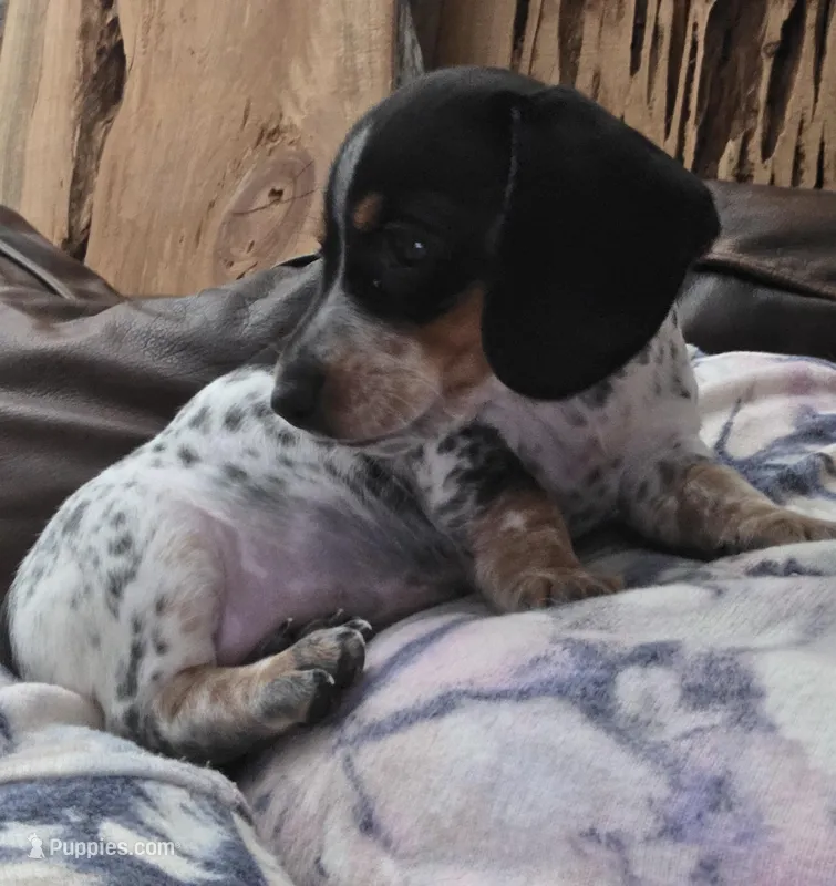 Sweety Pie - AKC – Miniature Dachshund puppy for sale in Punta Gorda, FL