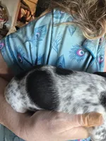 Sweety Pie - AKC, a female Miniature Dachshund for sale in Punta Gorda, FL – Photo 2 of 2