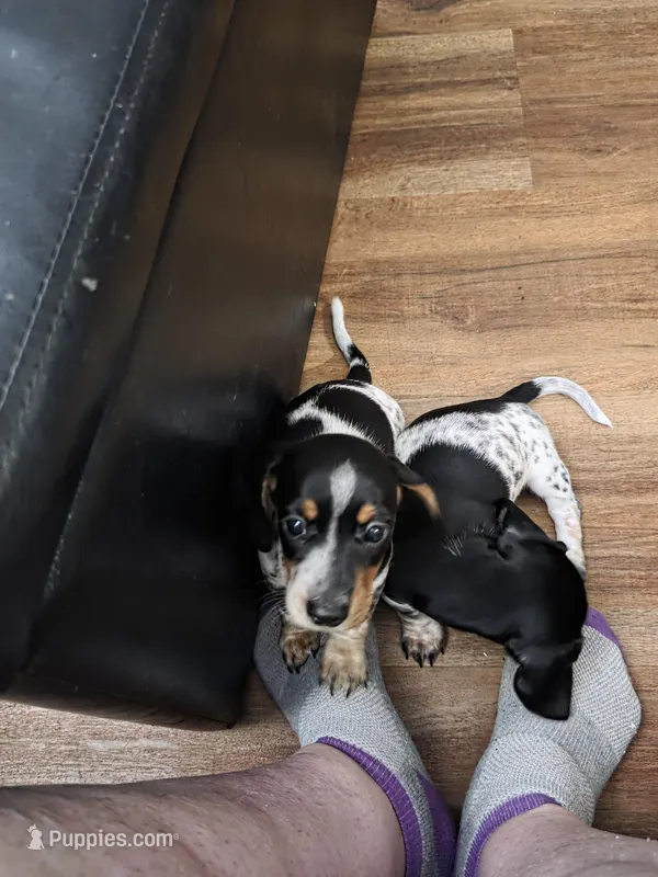 Sweety Pie - AKC – Miniature Dachshund puppy for sale in Punta Gorda, FL