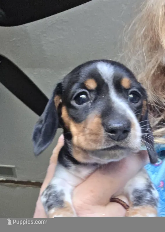 Sweety Pie - AKC – Miniature Dachshund puppy for sale in Punta Gorda, FL