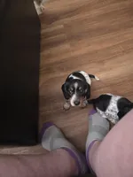 Sweety Pie - AKC, a female Miniature Dachshund for sale in Punta Gorda, FL – Photo 5 of 7