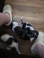 Sweety Pie - AKC, a female Miniature Dachshund for sale in Punta Gorda, FL – Photo 4 of 7