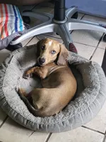 Rolls Royce (Royce) - AKC, a male Miniature Dachshund for sale in Punta Gorda, FL – 4 of 7