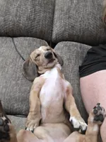 Rolls Royce (Royce) - AKC, a male Miniature Dachshund for sale in Punta Gorda, FL – 5 of 7