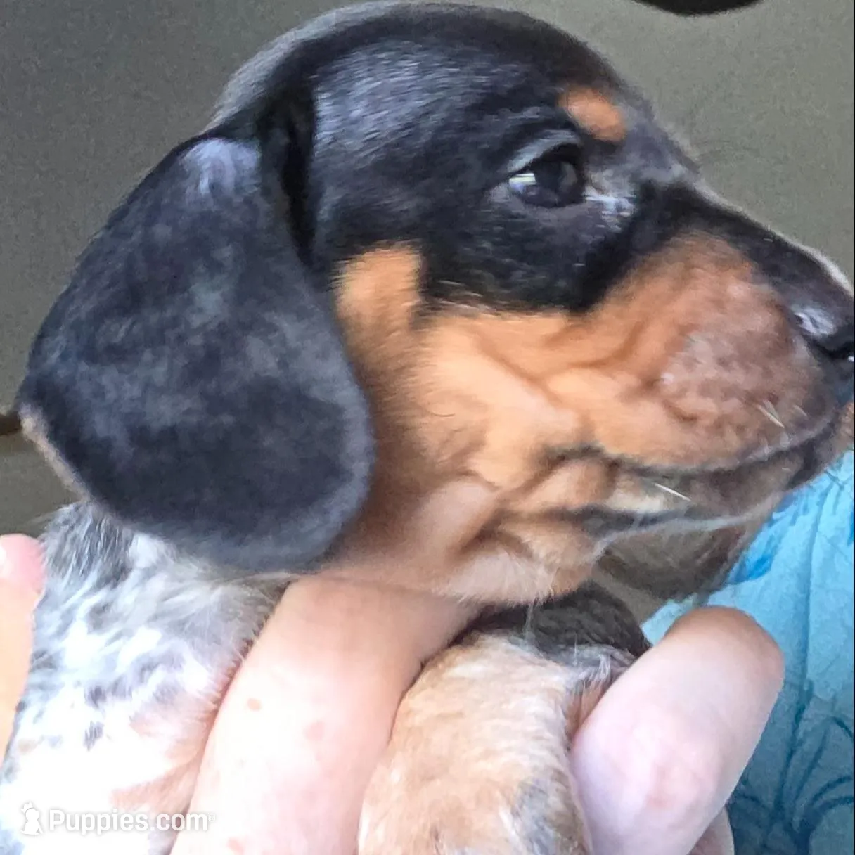 Gracie - AKC, a female Miniature Dachshund for sale in Punta Gorda, FL – Photo 3 of 4