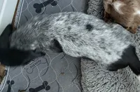 Gracie - AKC, a female Miniature Dachshund for sale in Punta Gorda, FL – Photo 4 of 4