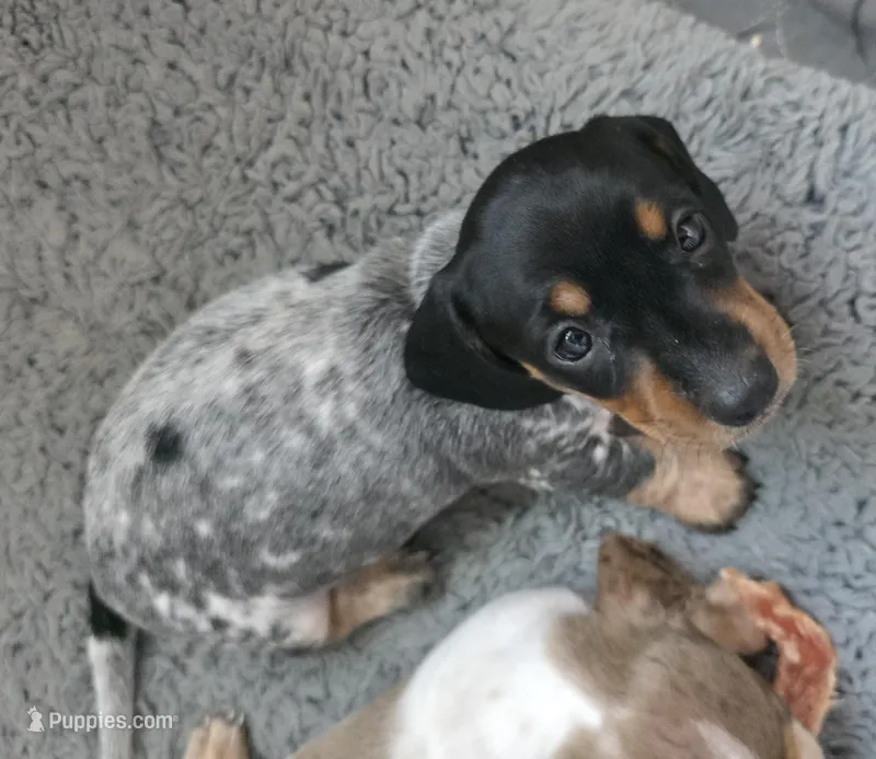 Gracie - AKC – Miniature Dachshund puppy for sale in Punta Gorda, FL