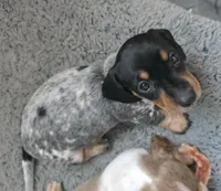 Gracie - AKC, a female Miniature Dachshund for sale in Punta Gorda, FL – Photo 2 of 4