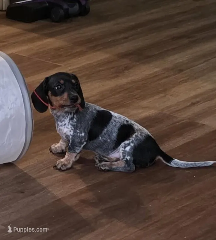 Gracie - AKC – Miniature Dachshund puppy for sale in Punta Gorda, FL