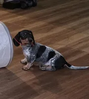 Gracie - AKC, a female Miniature Dachshund for sale in Punta Gorda, FL – Photo 1 of 7