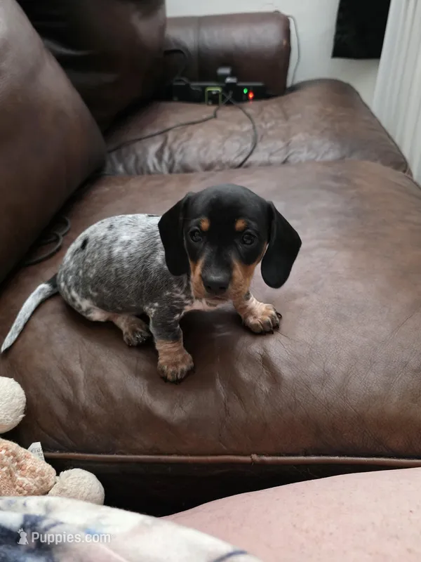 Gracie - AKC – Miniature Dachshund puppy for sale in Punta Gorda, FL
