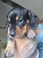 Gracie - AKC, a female Miniature Dachshund for sale in Punta Gorda, FL – Photo 1 of 4