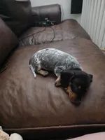 Gracie - AKC, a female Miniature Dachshund for sale in Punta Gorda, FL – Photo 4 of 7