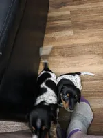 Oreo - AKC, a female Miniature Dachshund for sale in Punta Gorda, FL – Photo 3 of 6