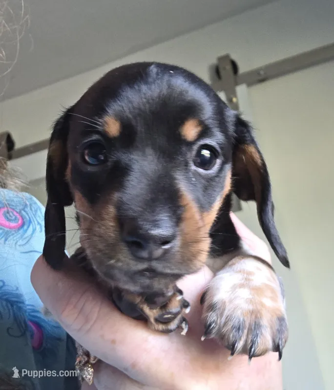 Oreo - AKC – Miniature Dachshund puppy for sale in Punta Gorda, FL