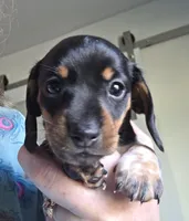 Oreo - AKC, a female Miniature Dachshund for sale in Punta Gorda, FL – Photo 1 of 2