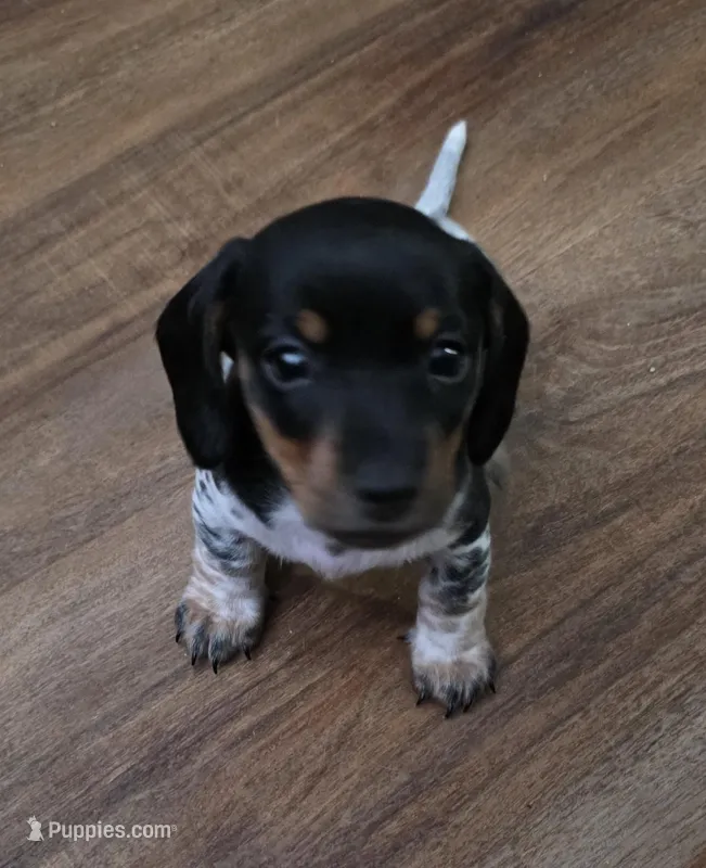 Oreo - AKC – Miniature Dachshund puppy for sale in Punta Gorda, FL