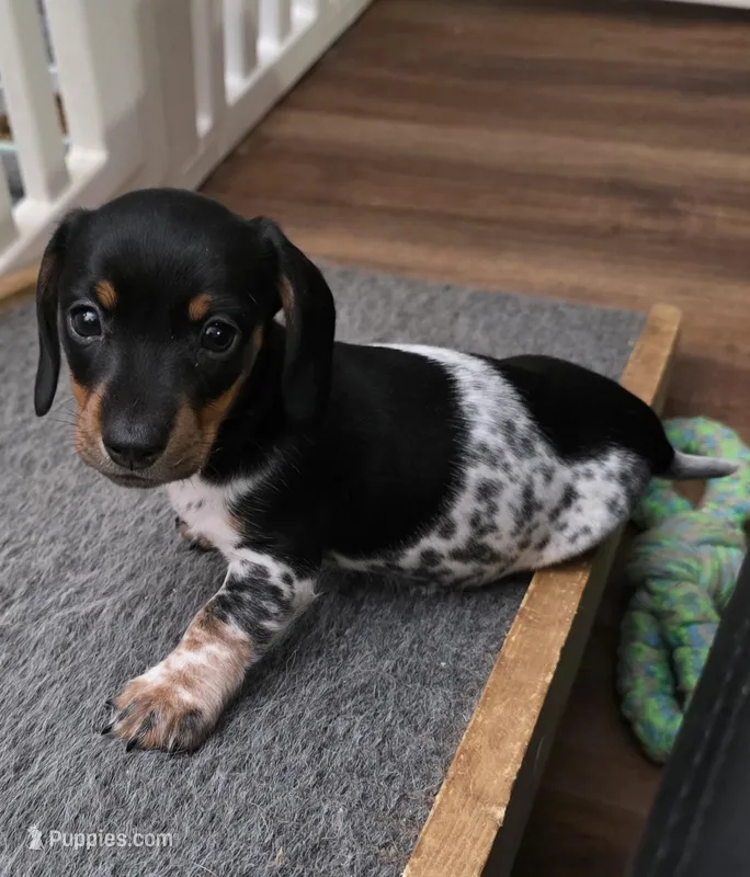 Oreo - AKC – Miniature Dachshund puppy for sale in Punta Gorda, FL