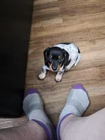 Oreo - AKC, a female Miniature Dachshund for sale in Punta Gorda, FL – Photo 2 of 6