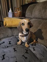Rolls Royce (Royce) - AKC, a male Miniature Dachshund for sale in Punta Gorda, FL – 2 of 7