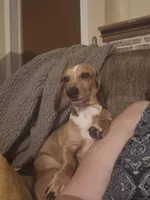 Rolls Royce -AKC, a male Miniature Dachshund for sale in Punta Gorda, FL – Photo 3 of 5