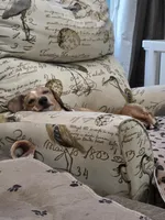 Rolls Royce -AKC, a male Miniature Dachshund for sale in Punta Gorda, FL – Photo 2 of 5