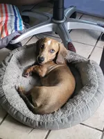 Rolls Royce -AKC, a male Miniature Dachshund for sale in Punta Gorda, FL – Photo 4 of 5