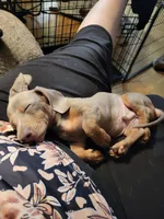 Bagatti (Bug) - AKC, a male Miniature Dachshund for sale in Punta Gorda, FL – 5 of 5