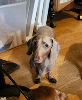 Bagatti (Bug) - AKC, a male Miniature Dachshund for sale in Punta Gorda, FL – 2 of 5