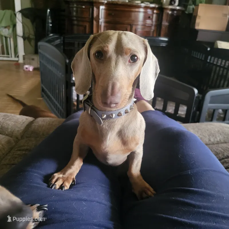 Bagatti (Bug) - AKC – Miniature Dachshund puppy for sale in Punta Gorda, FL