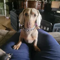 Bagatti (Bug) - AKC, a male Miniature Dachshund for sale in Punta Gorda, FL – 1 of 5