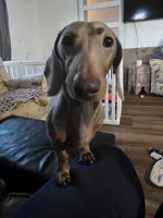 Bagatti (Bug) - AKC, a male Miniature Dachshund for sale in Punta Gorda, FL – 4 of 5