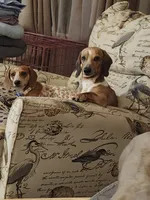 Rolls Royce (Royce) - AKC, a male Miniature Dachshund for sale in Punta Gorda, FL – 3 of 7