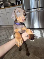 Purple , a female Doberman Pinscher for sale in Aurora, CO – 3 of 4