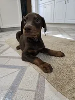 Purple , a female Doberman Pinscher for sale in Aurora, CO – 4 of 4