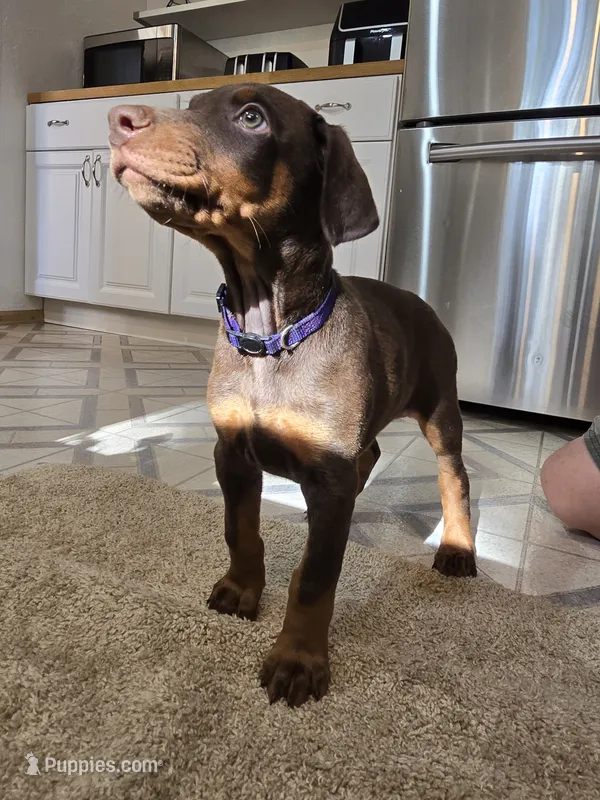 Purple  – Doberman Pinscher puppy for sale in Aurora, CO