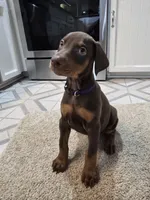Purple , a female Doberman Pinscher for sale in Aurora, CO – 2 of 4
