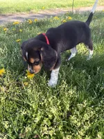 cartier, a female Beagle and Labrador Retriever for sale in Bloomsburg, PA – 6 of 9