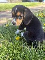 cartier, a female Beagle and Labrador Retriever for sale in Bloomsburg, PA – 7 of 9