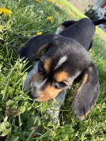cartier, a female Beagle and Labrador Retriever for sale in Bloomsburg, PA – 5 of 9
