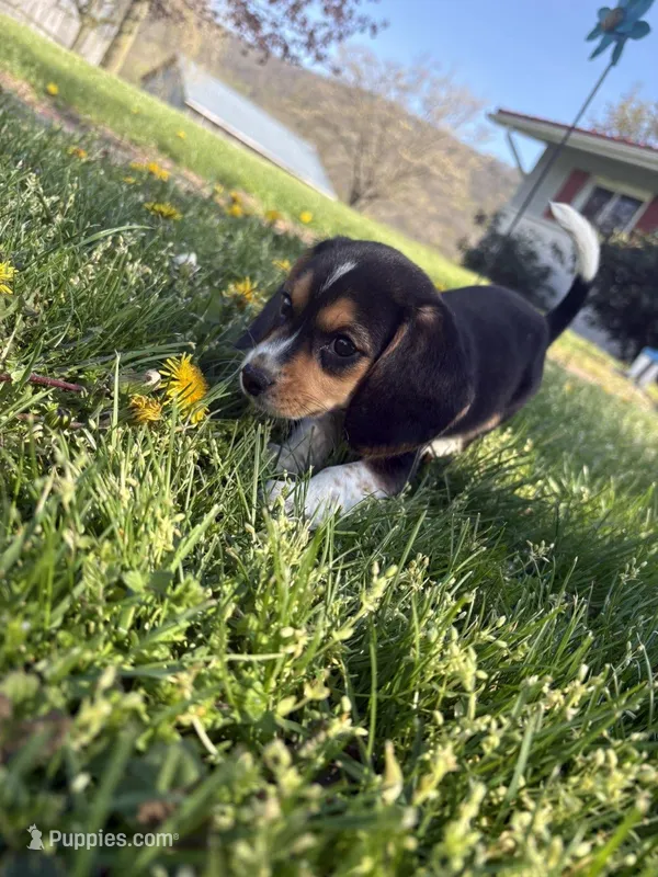 cartier – Beagle, Labrador Retriever puppy for sale in Bloomsburg, PA