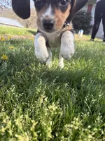 cartier, a female Beagle and Labrador Retriever for sale in Bloomsburg, PA – 2 of 9