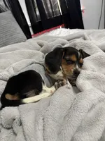 cartier, a female Beagle and Labrador Retriever for sale in Bloomsburg, PA – 4 of 9