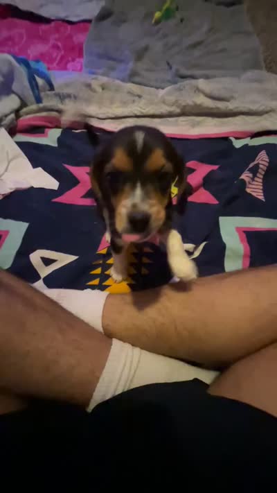 cartier, a female Beagle and Labrador Retriever for sale in Bloomsburg, PA – 9 of 9