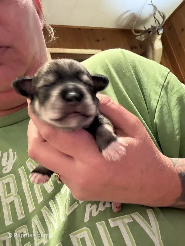 Hermione – Miniature Schnauzer puppy for sale in Braham, MN