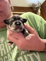 Hermione, a female Miniature Schnauzer for sale in Braham, MN – 1 of 1