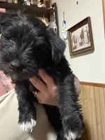Sirius, a male Miniature Schnauzer for sale in Braham, MN – 6 of 6
