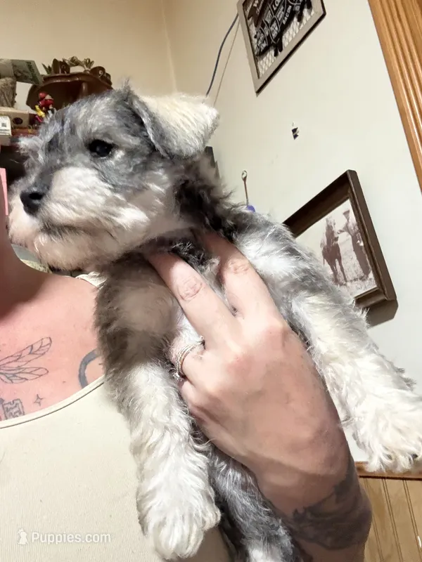 Hermione – Miniature Schnauzer puppy for sale in Braham, MN