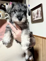 Ginny, a female Miniature Schnauzer for sale in Braham, MN – 1 of 5